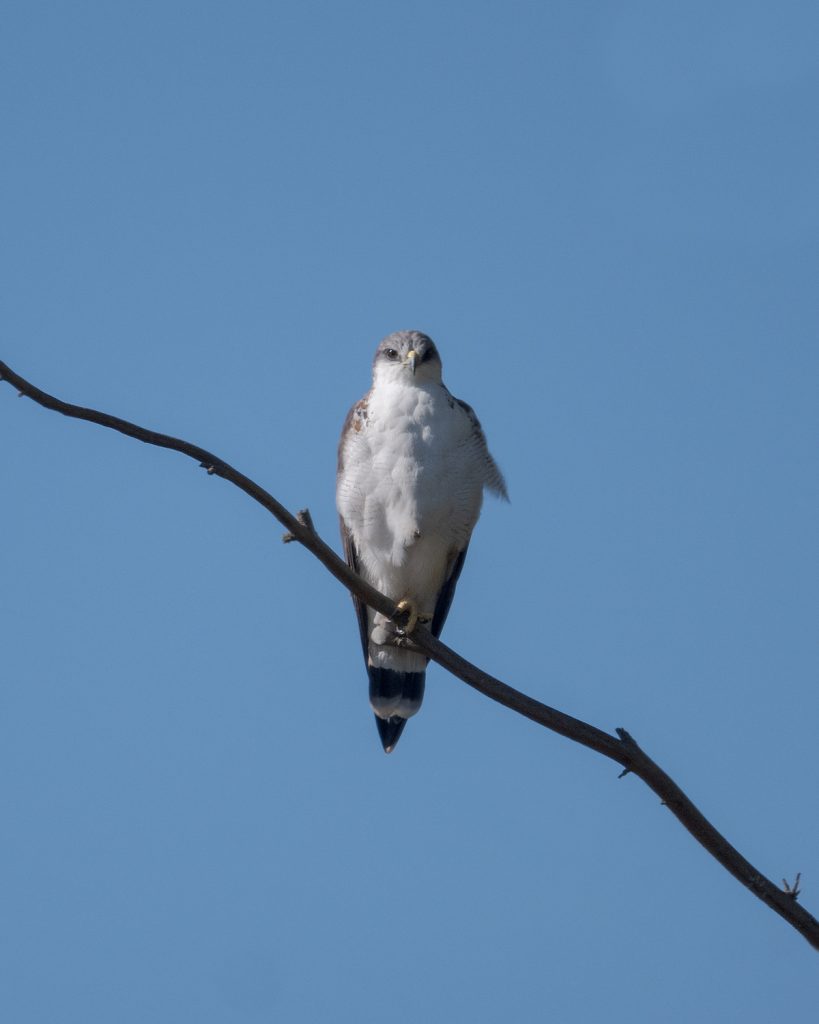 Aguilucho