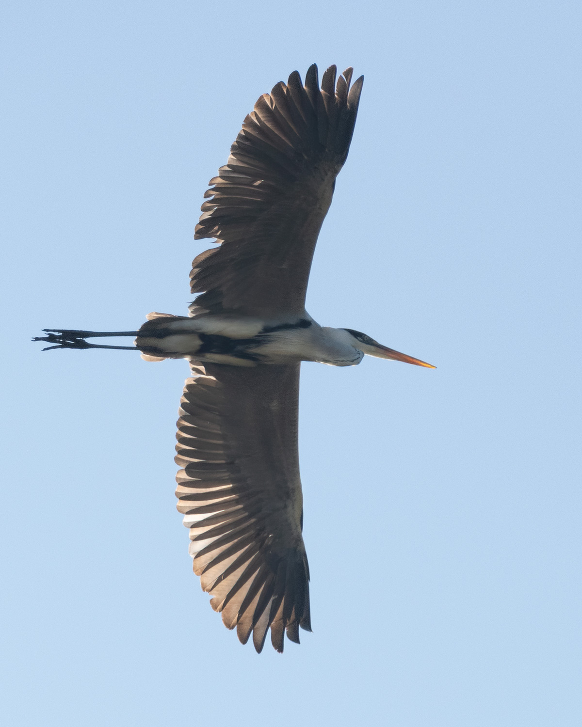 GARZA CUCA