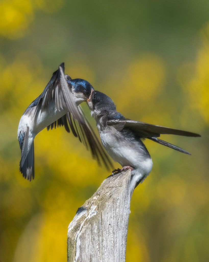 Golondrina