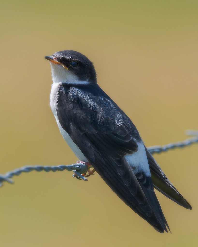 Golondrina