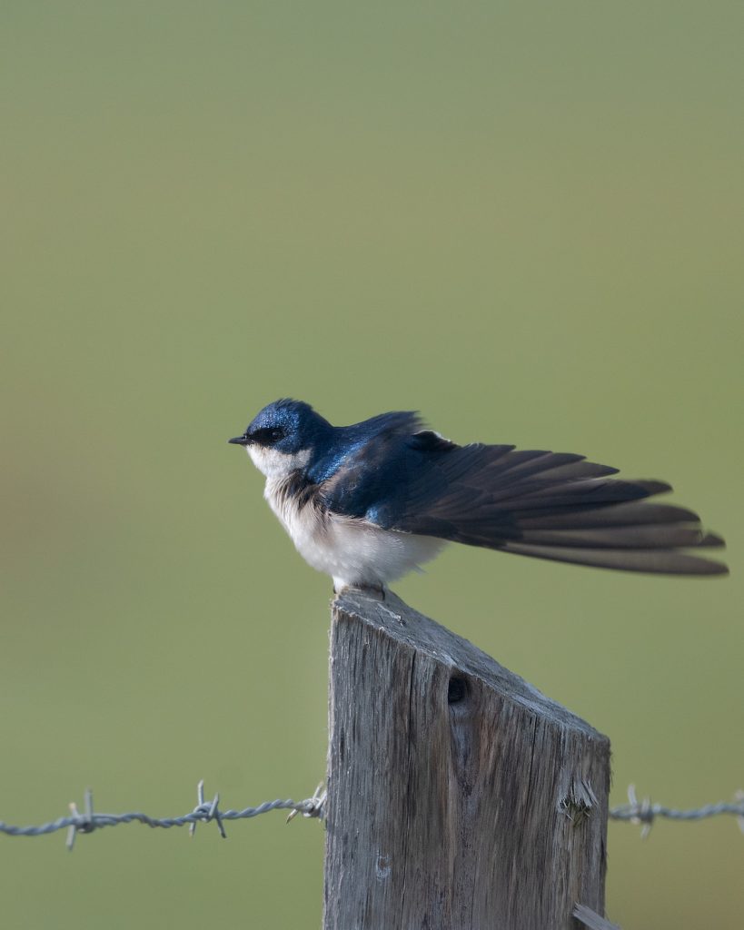 Golondrina