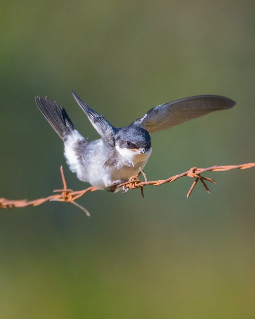 Golondrina